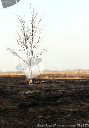 Image of dry tree in burnt steppe