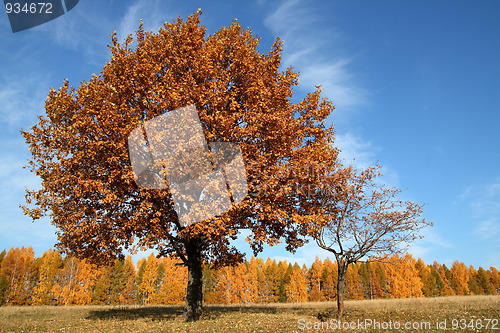 Image of autumn yellow tree