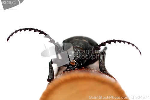 Image of large black beetle