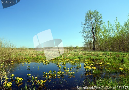 Image of landscape with yellow flowers on bog
