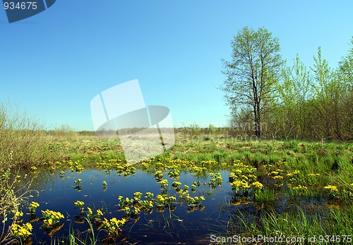 Image of landscape with yellow flowers on bog