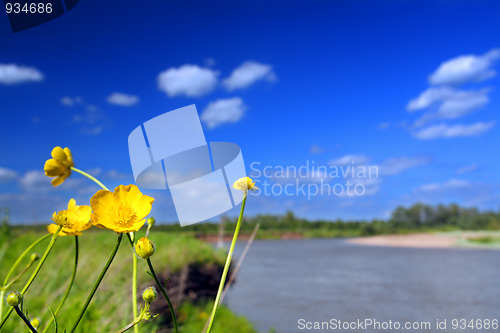 Image of flowers near river in summer