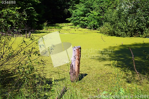 Image of stump in bog