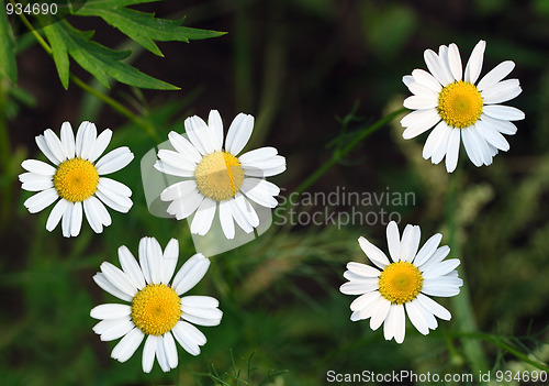 Image of camomiles close-up on dark background