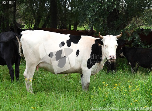 Image of black spotted cow