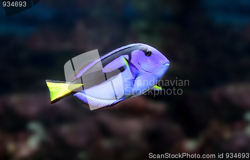 Image of blue fish
