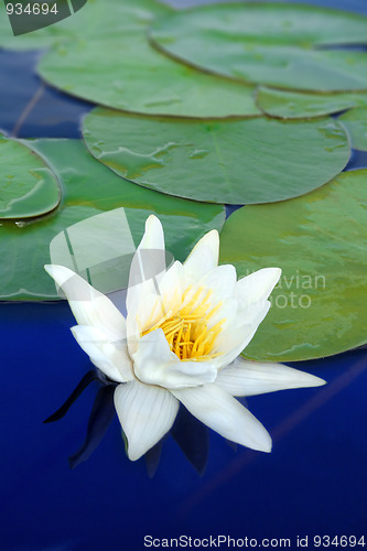 Image of water-lily close-up