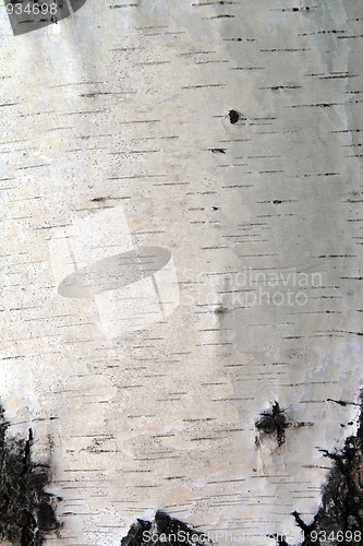 Image of birch trunk bark