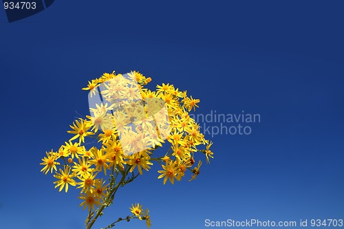Image of yellow flower bunch