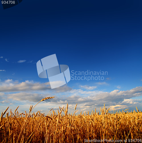 Image of wheat field in sunset light