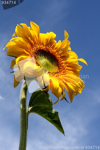 Image of sunflower under blue sky