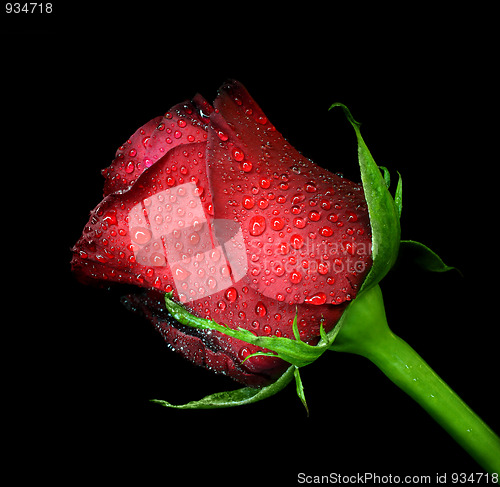 Image of red rose with water drops