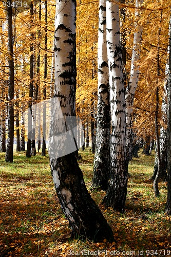 Image of autumn birch and larch trees