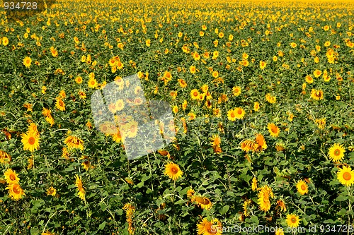 Image of sunflowers field