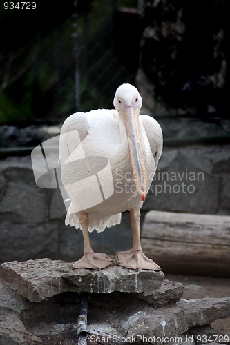 Image of pelican