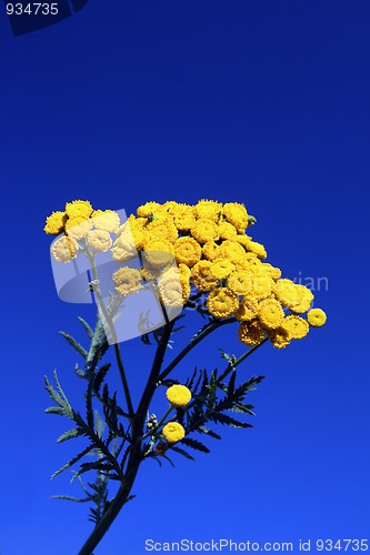 Image of tansy under blue sky 