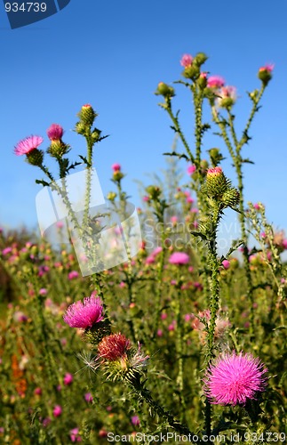 Image of thistle bush