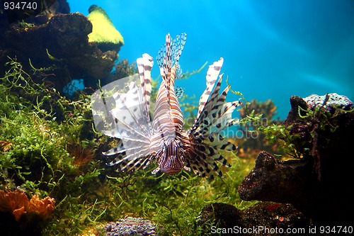 Image of lionfish in tropical aquarium