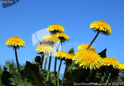 Image of dandelion flowers