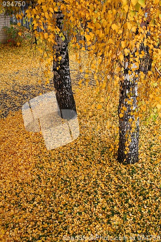 Image of autumn leaves
