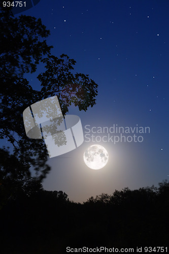 Image of moon and tree