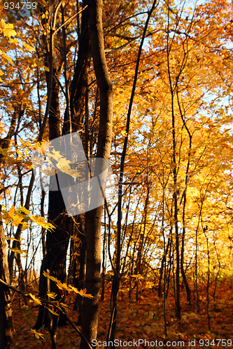 Image of autumn trees in sunset light