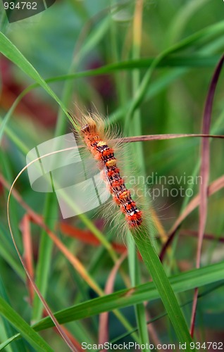 Image of red hairy caterpillar