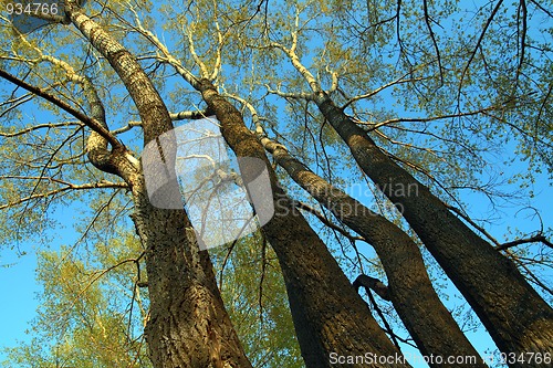 Image of tall poplar trees