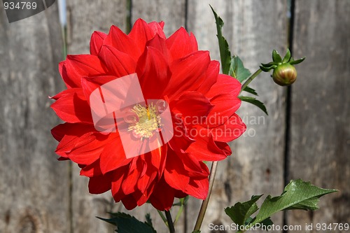 Image of red dahlia flower