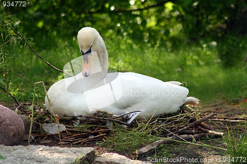 Image of sitting swan