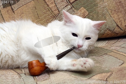 Image of cat with tobacco-pipe