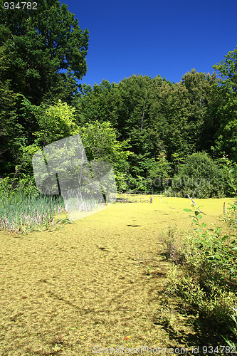 Image of summer landscape with bog