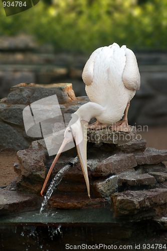 Image of pelican catching stream of water