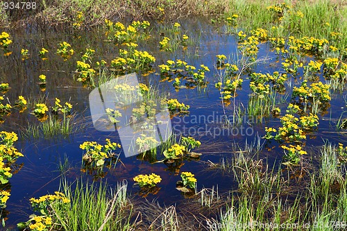 Image of spring yellow flowers on bog