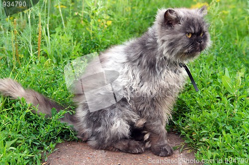 Image of shaggy persian cat