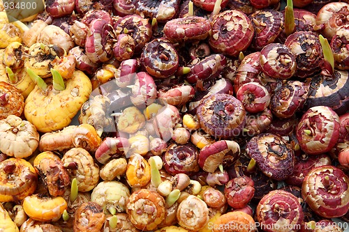 Image of gladiolus flowers bulbs