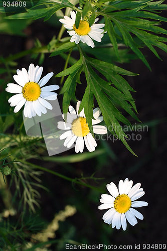 Image of camomiles and leaves on dark background