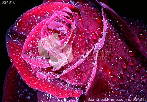 Image of red rose with drops close-up