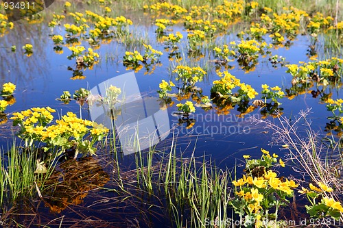 Image of spring yellow flowers on bog