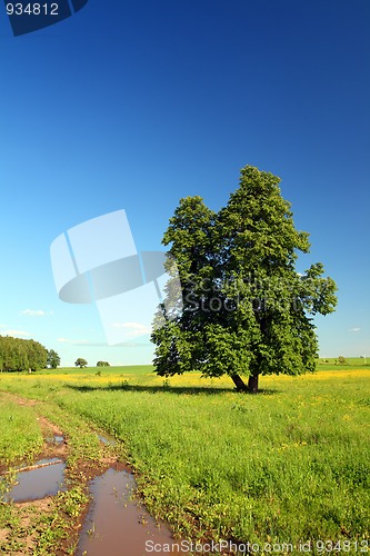 Image of summer landscape with road and lime-tree