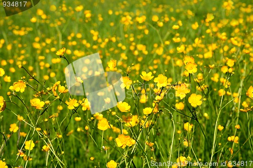 Image of summer meadow background
