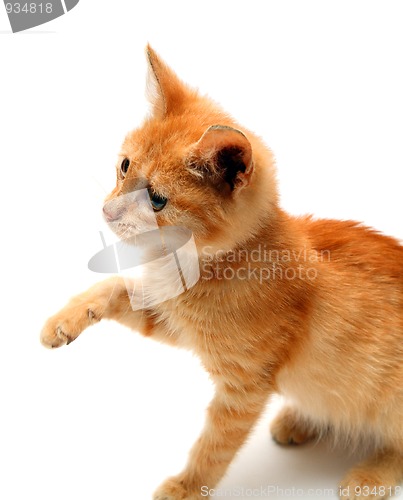 Image of playful red small cat