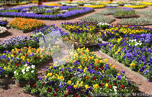 Image of multicolour flower beds