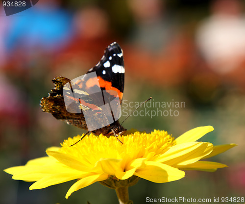 Image of Butterfly on flower