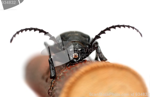 Image of large black beetle