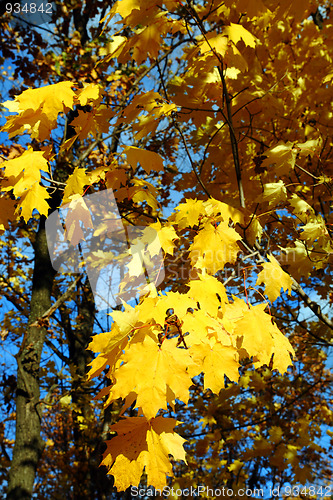 Image of bright yellow maple leaves
