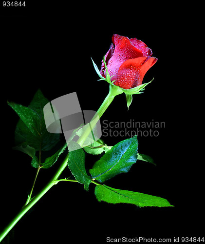 Image of red rose on black