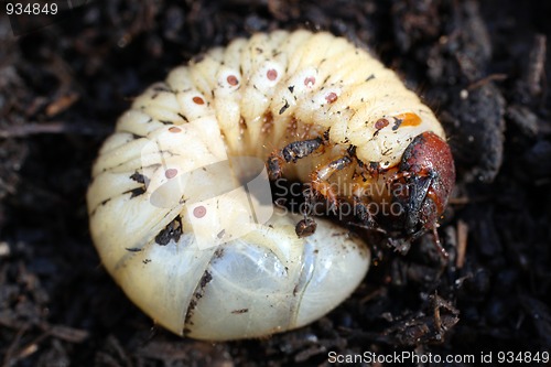 Image of larva of may-bug