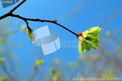 Image of spring leaf