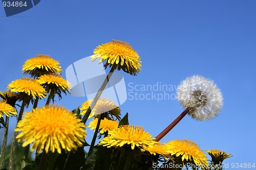 Image of different concepts with dandelions